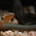 Kalamoicht Calabarsky: snake fish in a home aquarium