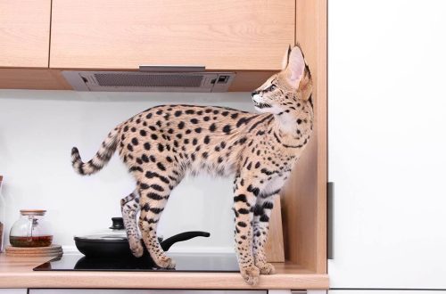 The most expensive cat breeds in the world