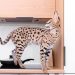 Cat or cat: who is better to choose in an apartment?