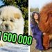 The most fluffy dog ​​breeds in the world