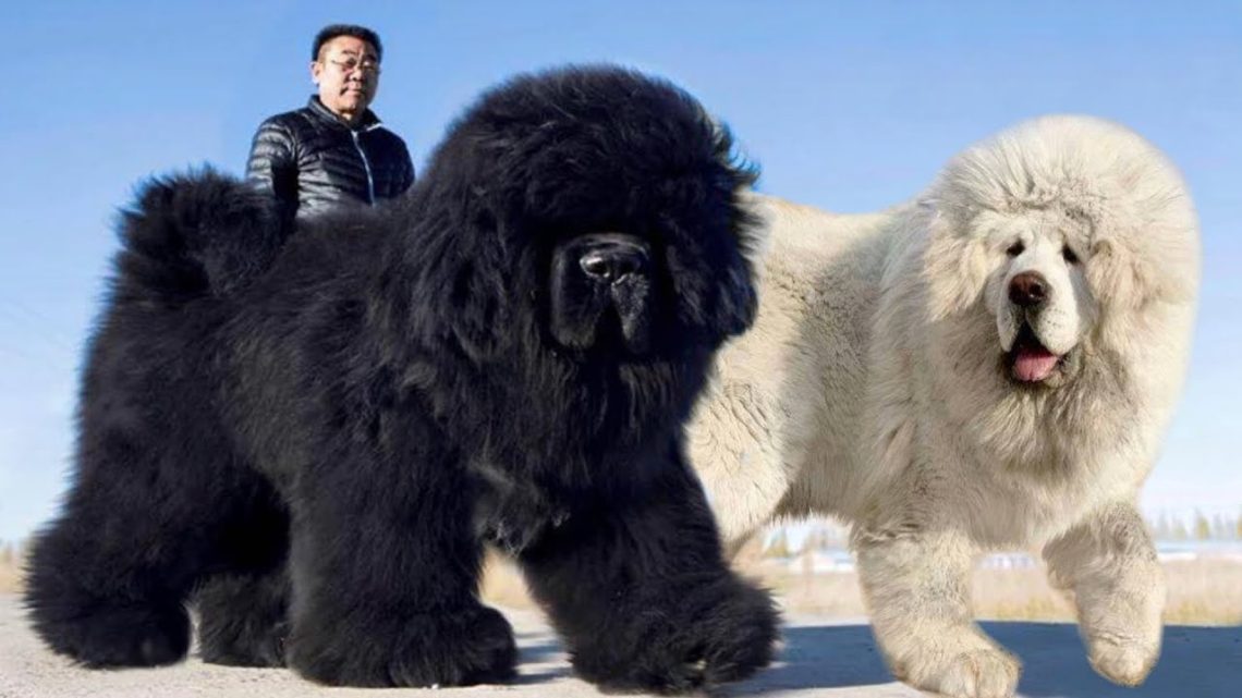 The most fluffy dog ​​breeds in the world