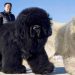 The most expensive dog breeds in the world