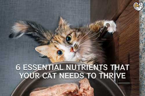 The Most Important Nutrients in Your Cat&#8217;s Food