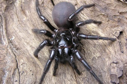 The most poisonous and dangerous spider in the world and Russia: how not to fall into their clutches