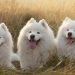 Dogs bred in Russia: overview and characteristics of breeds
