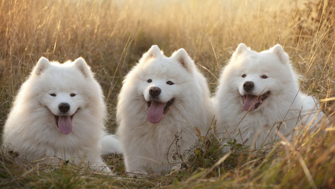 The most popular and fashionable dog breeds in Russia