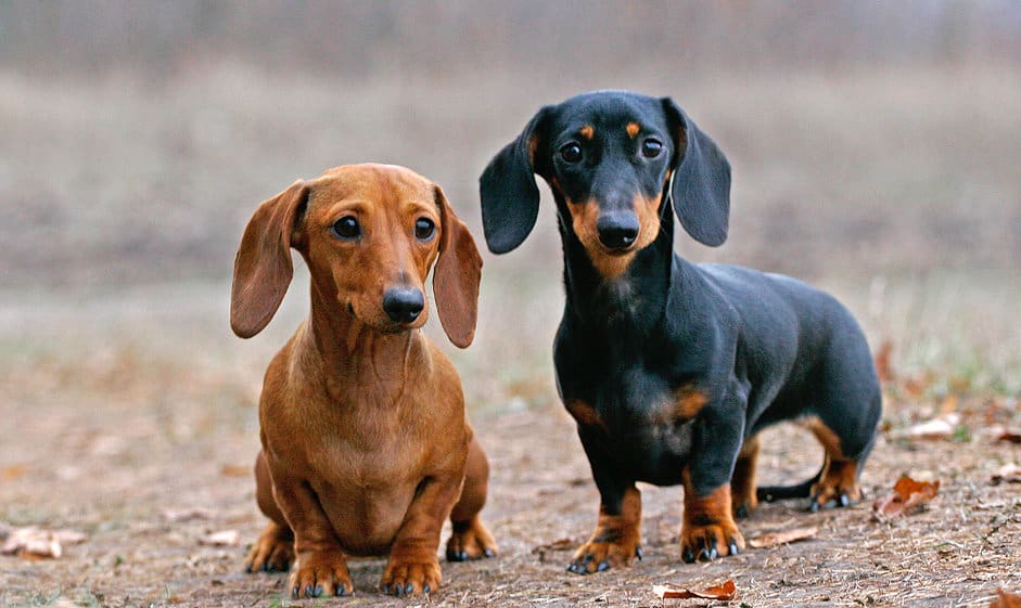 The most popular dog breeds in Russia