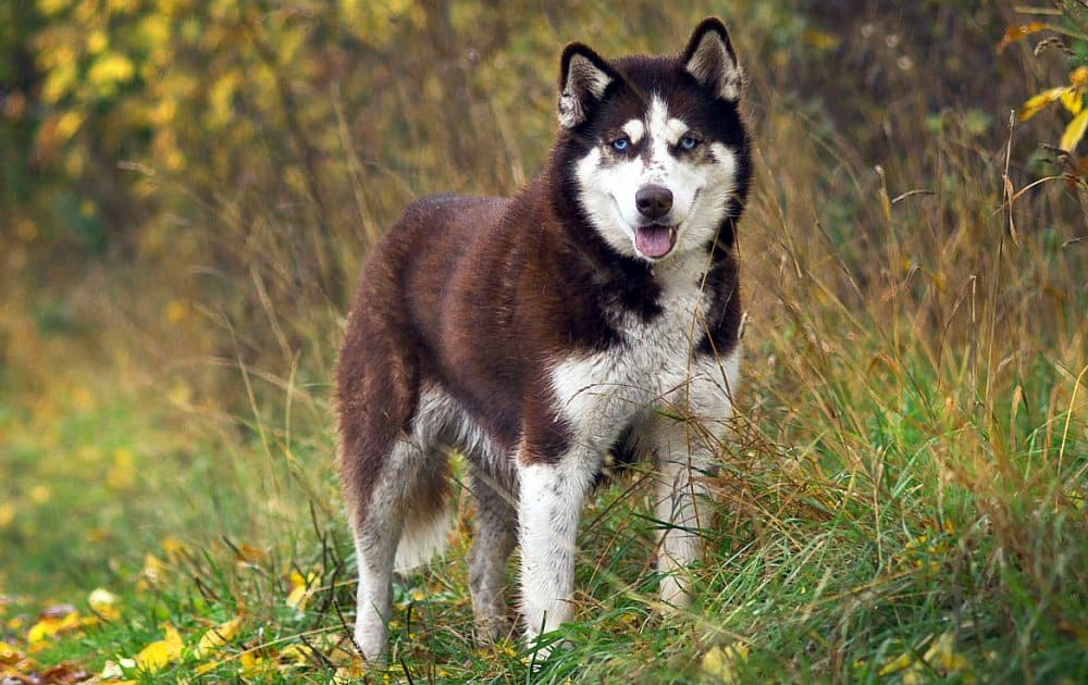 The most popular dog breeds in Russia