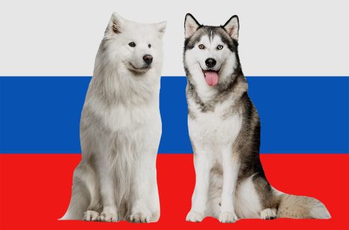 Kõige populaarsemad koeratõud Venemaal