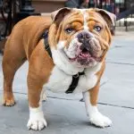 The most popular English dog breeds: general description, features and weaknesses of the breeds