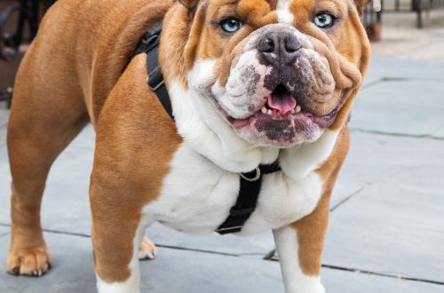 The most popular English dog breeds: general description, features and weaknesses of the breeds