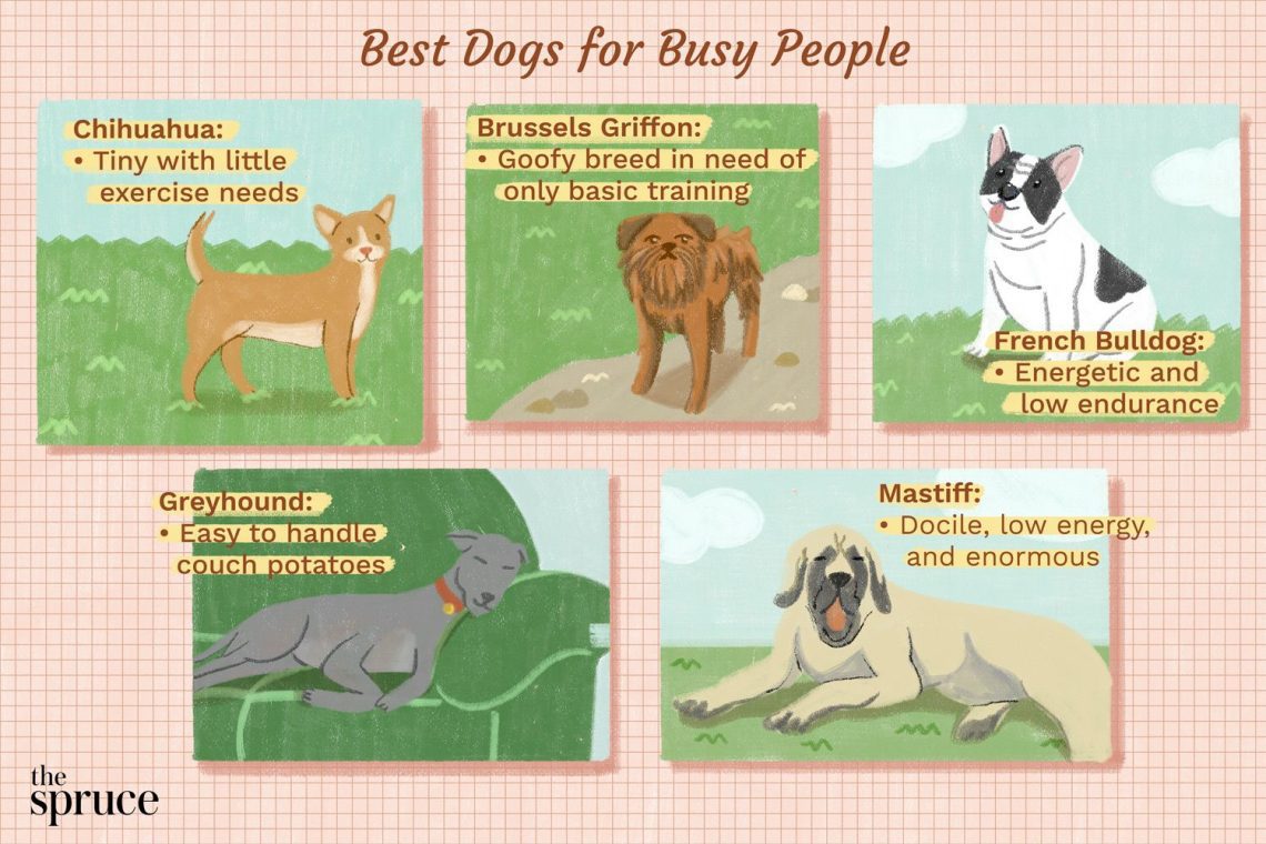 The most trouble-free dogs: choose a pet with which it is easy