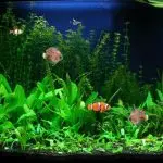 The most unpretentious aquarium fish: a brief overview and their maintenance in a home aquarium
