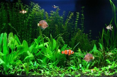 The most unpretentious aquarium fish: a brief overview and their maintenance in a home aquarium