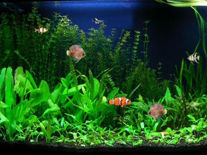 Эң жөнөкөй аквариум балыктары: кыскача баяндама жана аларды үй аквариумунда тейлөө