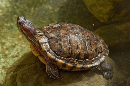 The motherland of the red-eared turtle, how and where did the red-eared turtle appear?