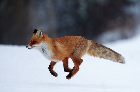 The nature of the fox and its content at home