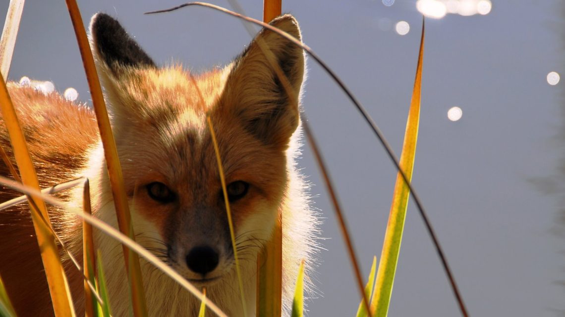 The nature of the fox and its content at home