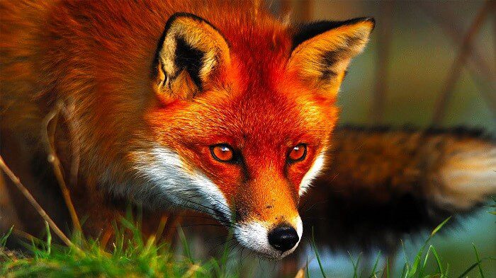 The nature of the fox and its content at home