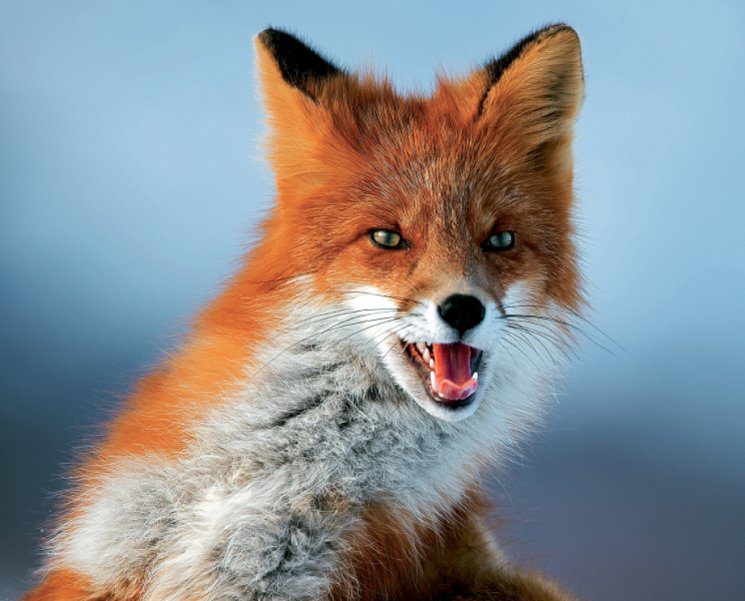 The nature of the fox and its content at home