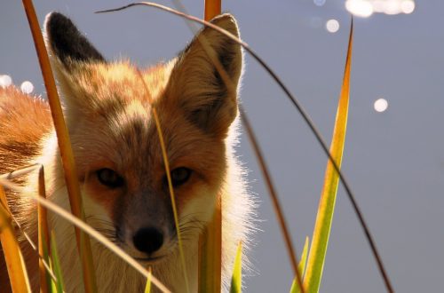 The nature of the fox and its content at home