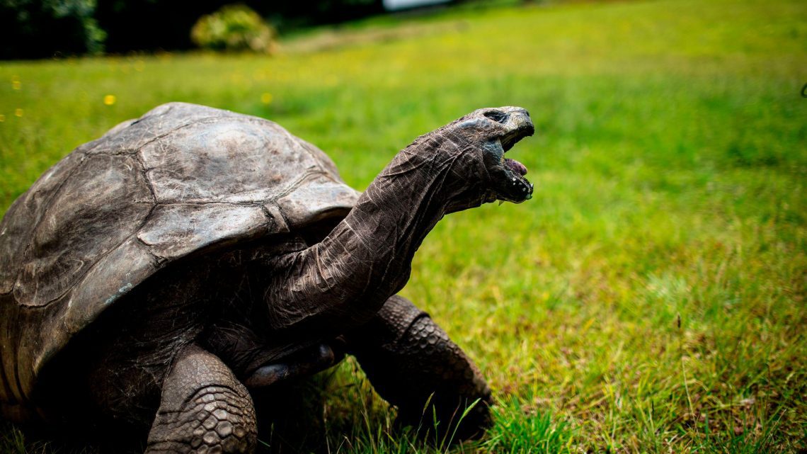 The oldest turtles in the world: a list of long-lived record holders