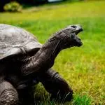 The oldest turtles in the world: a list of long-lived record holders