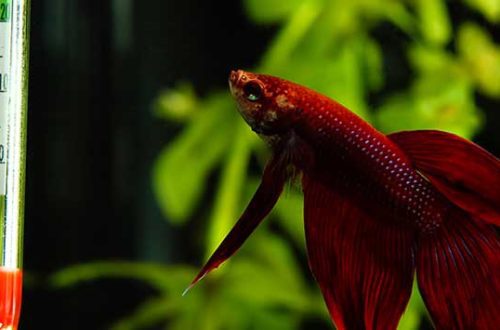 The optimal temperature in a home aquarium: how it should be, what kind of fish and plants to start