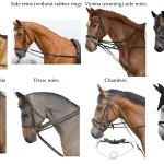 The physical form of the horse is the key to successful training (theory and practice)
