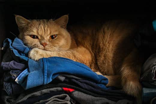 The place of a cat in the house: how much is needed and how to organize it