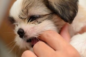 The puppy is constantly biting: what to do