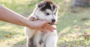 The puppy is constantly biting: what to do