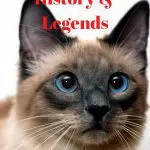 The quirks of the character of Thai cats, the story of a noble origin
