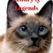 The age of a cat by human standards: methods for determining, matching the years of life of a cat and a person