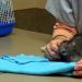 Stroke in a rat: symptoms and treatment
