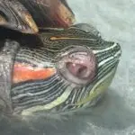 The red-eared turtle has swollen eyes and does not open, she is blind and does not eat: what to do, how to treat at home?