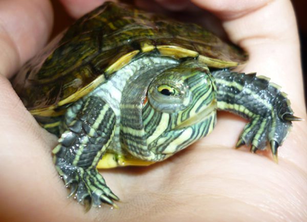 The red-eared turtle has swollen eyes and does not open, she is blind and does not eat: what to do, how to treat at home?