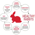 The role of compound feed in the healthy diet of rabbits