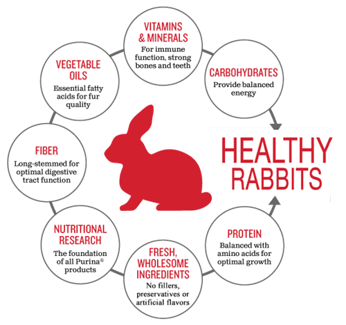 The role of compound feed in the healthy diet of rabbits