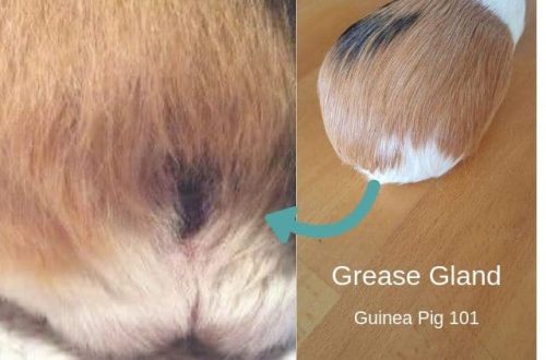 The sebaceous gland in guinea pigs: where to find and how to clean