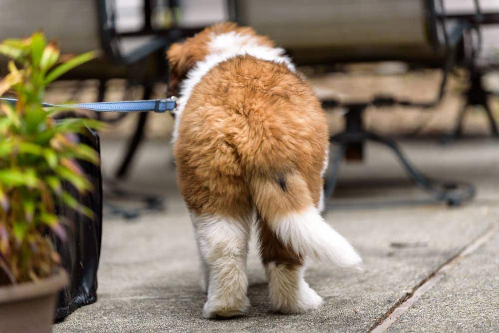 The signals that the dog gives with his tail: what they mean