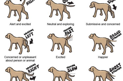 The signals that the dog gives with his tail: what they mean