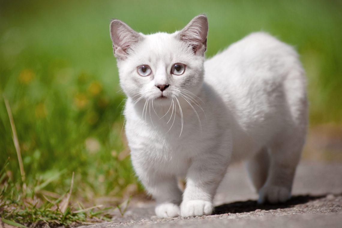 The smallest breeds of domestic cats: an overview of breeds and features