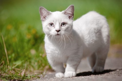 The smallest breeds of domestic cats: an overview of breeds and features