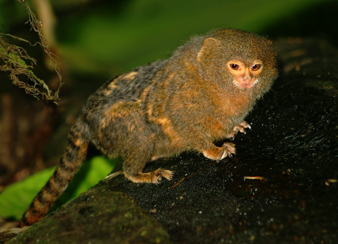 The smallest member of the primate group is the marmoset monkey.