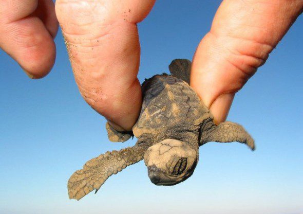 The smallest turtles in the world (photo)