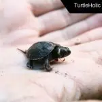 The smallest turtles in the world (photo)