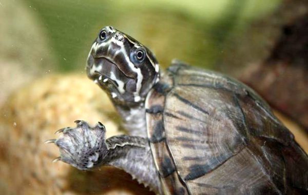 The smallest turtles in the world (photo)