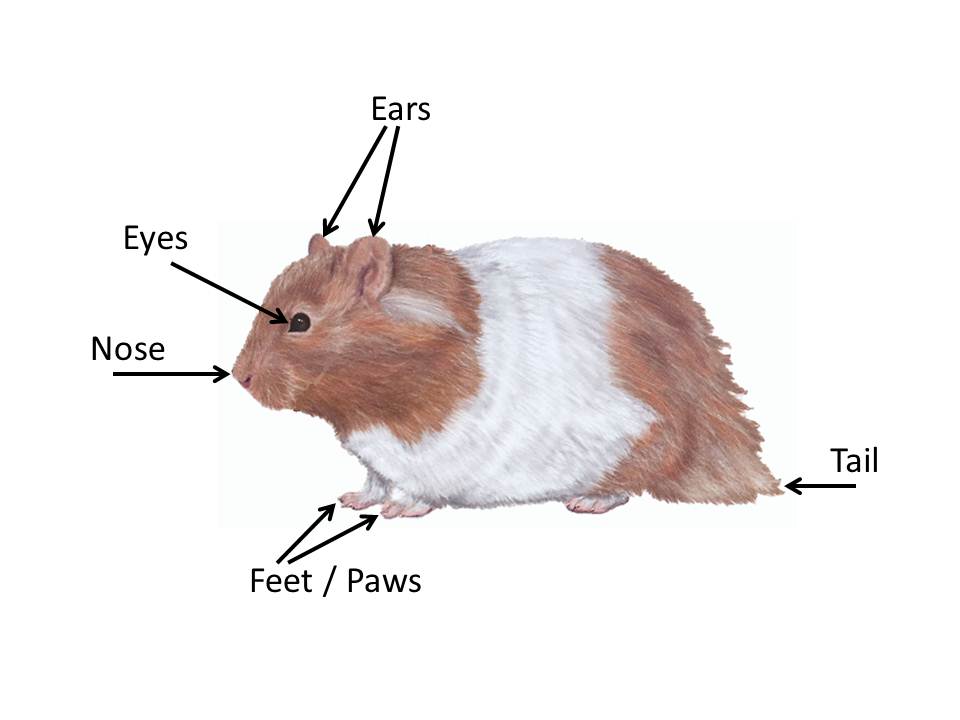 The structure of the skeleton and body of hamsters, temperature and distinctive features from the mouse