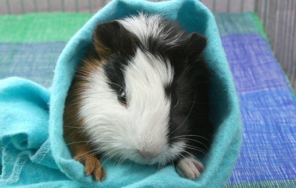 The temperature of keeping guinea pigs at home